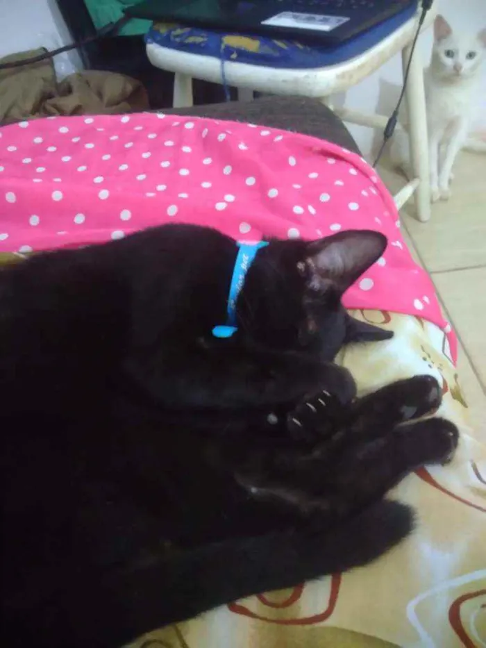 Gato ra a Vira lada idade 7 a 11 meses nome Luna