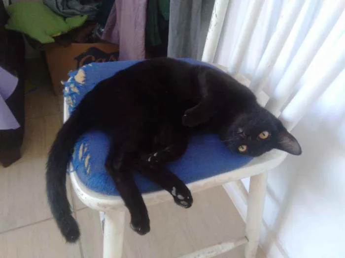 Gato ra a Vira lada idade 7 a 11 meses nome Luna
