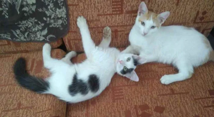 Gato ra a SRD idade 2 a 6 meses nome Juno e Julia 