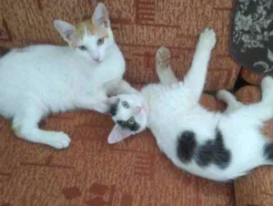 Gato raça SRD idade 2 a 6 meses nome Juno e Julia 