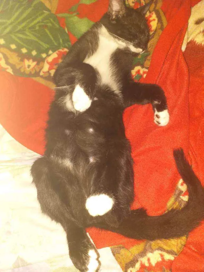 Gato raça Tuxedo idade 2 a 6 meses nome Neguinha