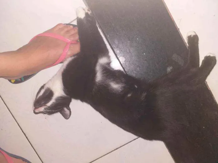Gato raça Tuxedo idade 2 a 6 meses nome Neguinha