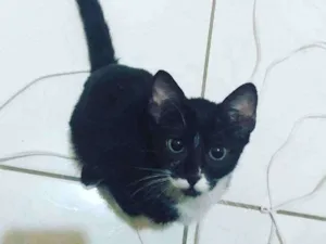 Gato raça Tuxedo idade 2 a 6 meses nome Neguinha