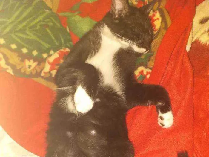 Gato raça Tuxedo idade 2 a 6 meses nome Neguinha