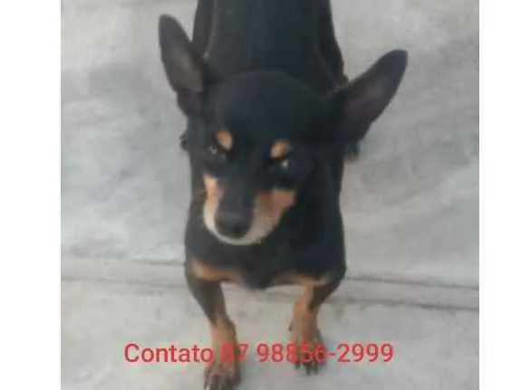 Cachorro ra a Pinscher idade 6 ou mais anos nome NICK