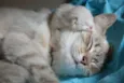Gatinhos lindos!!