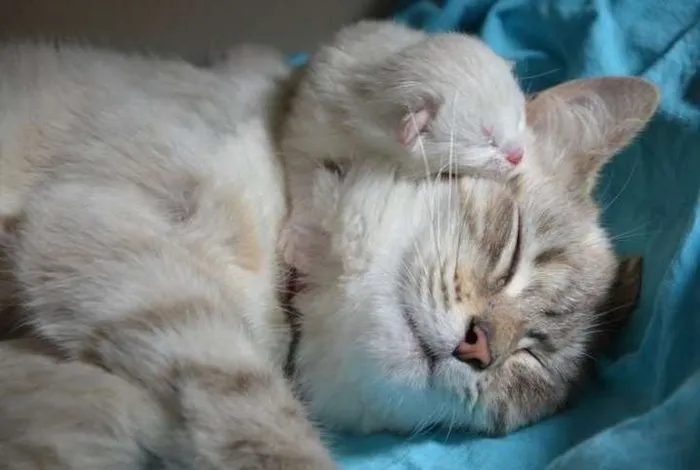 Gato ra a  idade Abaixo de 2 meses nome Gatinhos lindos!!
