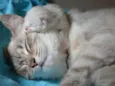 Gatinhos lindos!!
