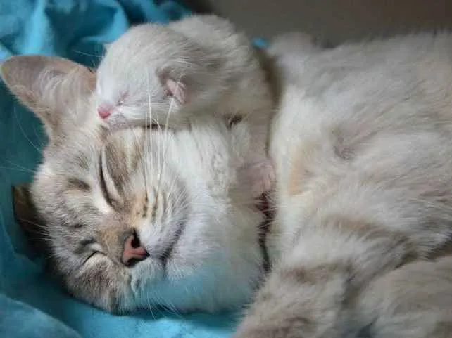 Gato ra a  idade Abaixo de 2 meses nome Gatinhos lindos!!