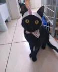 Pretinha