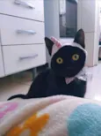 Pretinha