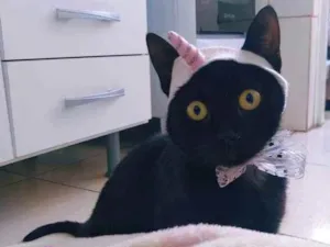 Gato raça Srd idade 2 anos nome Pretinha