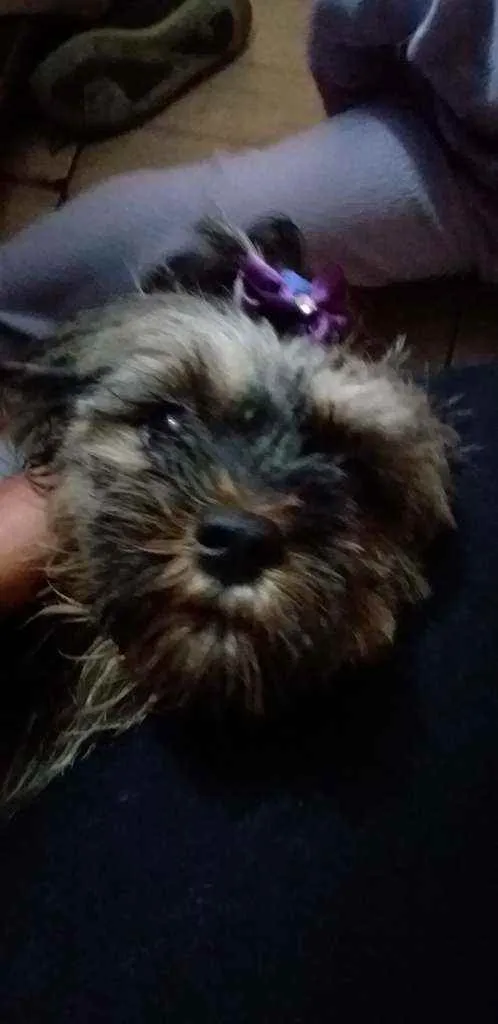 Cachorro ra a Podool idade 3 anos nome Pedrita
