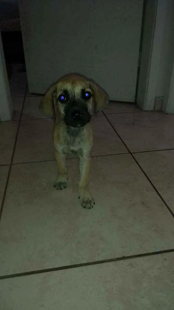 Cachorro ra a SRD idade Abaixo de 2 meses nome Mike