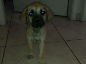 Cachorro raça SRD idade Abaixo de 2 meses nome Mike