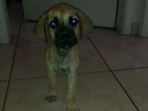 Cachorro ra a SRD idade Abaixo de 2 meses nome Mike