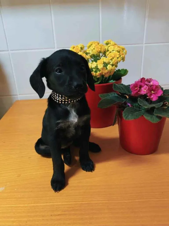 Cachorro ra a Indeterminada  idade Abaixo de 2 meses nome Sem nome ainda