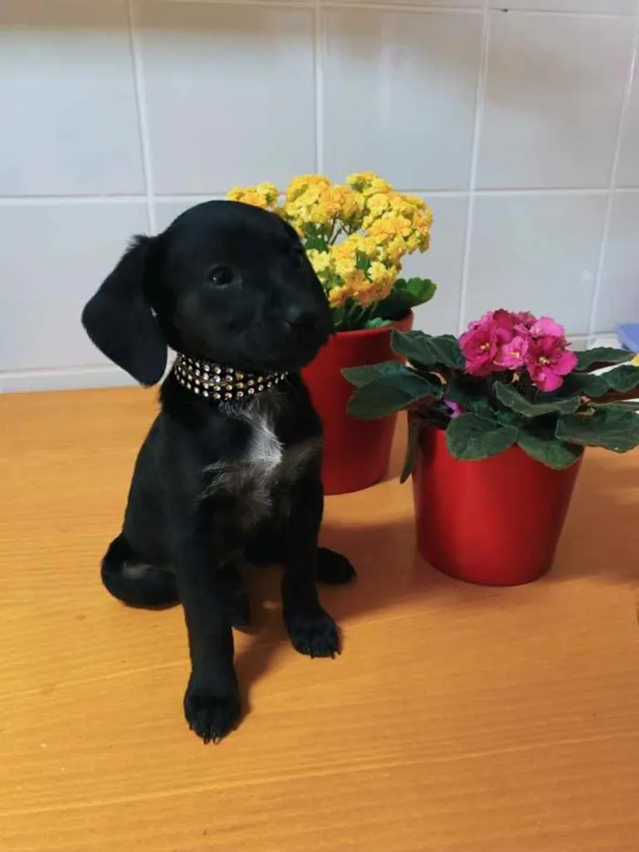 Cachorro ra a Indeterminada  idade Abaixo de 2 meses nome Sem nome ainda