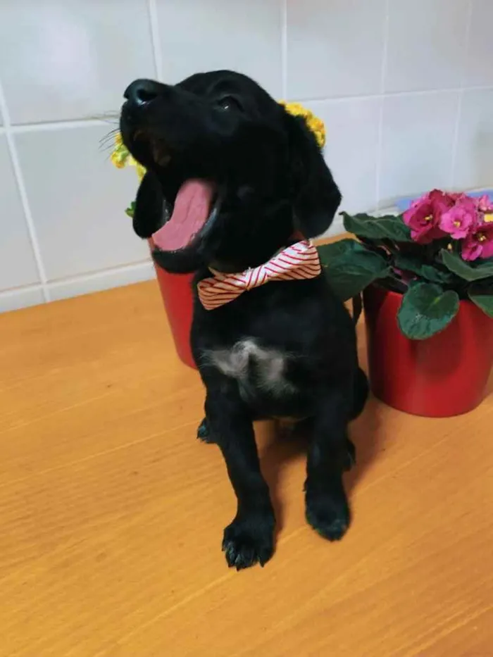 Cachorro ra a Indeterminada  idade Abaixo de 2 meses nome Sem nome ainda