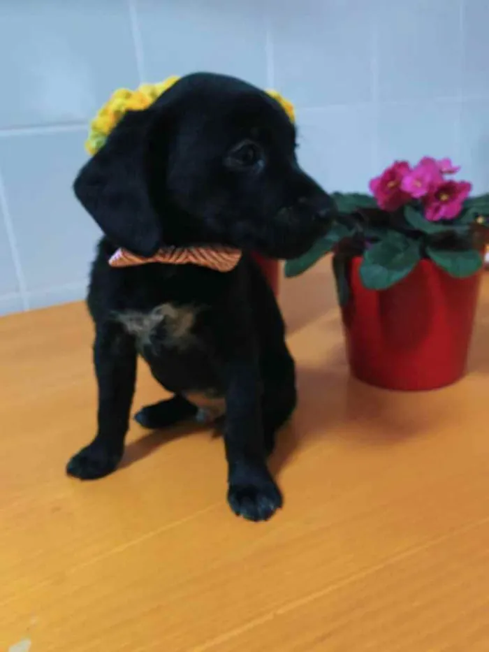 Cachorro ra a Indeterminada  idade Abaixo de 2 meses nome Sem nome ainda