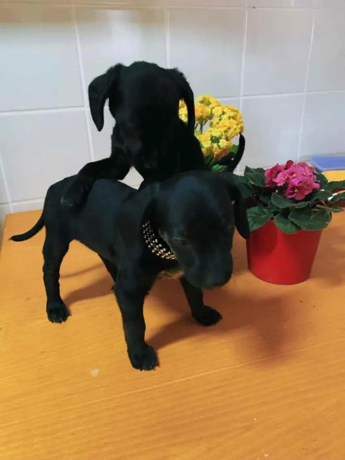 Cachorro ra a Indeterminada  idade Abaixo de 2 meses nome Sem nome ainda