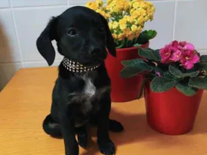 Cachorro raça Indeterminada  idade Abaixo de 2 meses nome Sem nome ainda