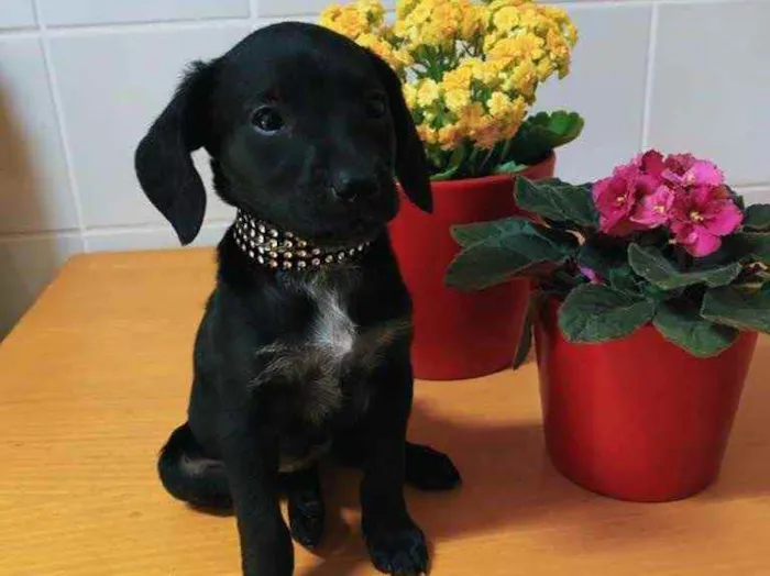 Cachorro ra a Indeterminada  idade Abaixo de 2 meses nome Sem nome ainda