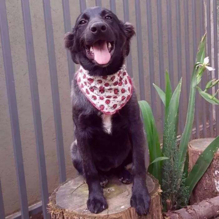 Cachorro ra a SRD-ViraLata idade 2 a 6 meses nome Zara