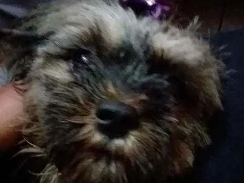 Cachorro ra a Podool idade 3 anos nome Pedrita