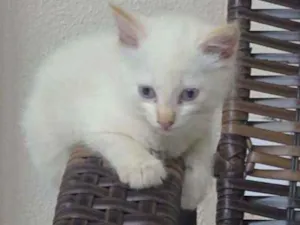 Gato raça  idade Abaixo de 2 meses nome Sem nome