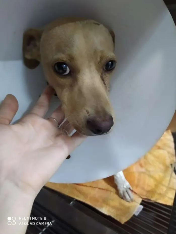 Cachorro ra a Mestiço idade 3 anos nome Nina