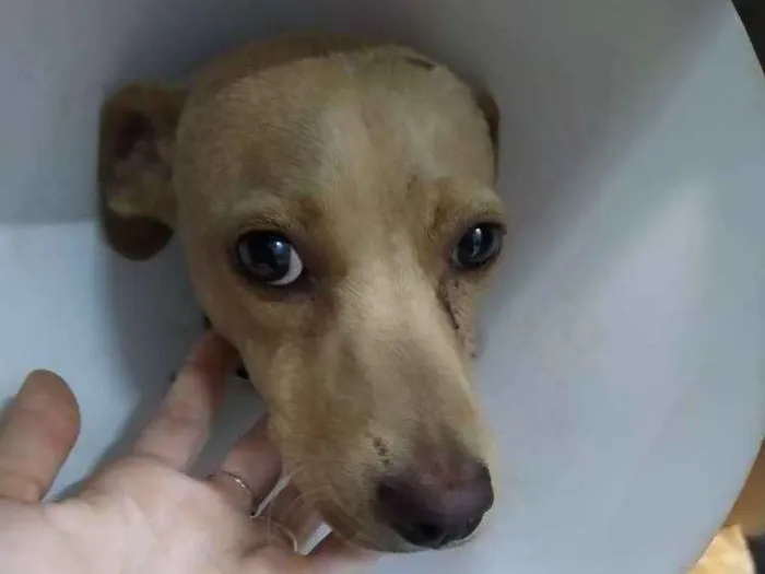 Cachorro ra a Mestiço idade 3 anos nome Nina