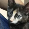 Perola 