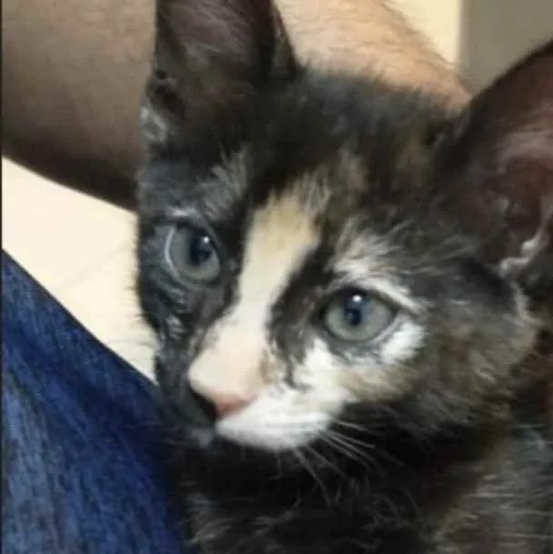 Gato ra a SRD idade 2 a 6 meses nome Perola 