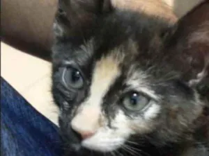 Gato raça SRD idade 2 a 6 meses nome Perola 