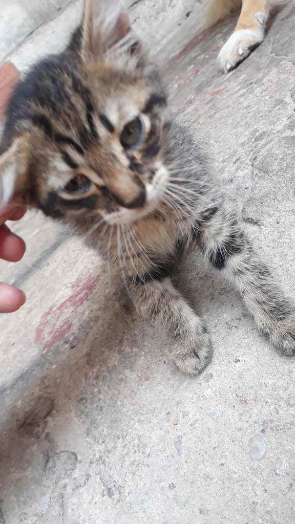 Gato ra a S.R.D idade Abaixo de 2 meses nome Sem Nome