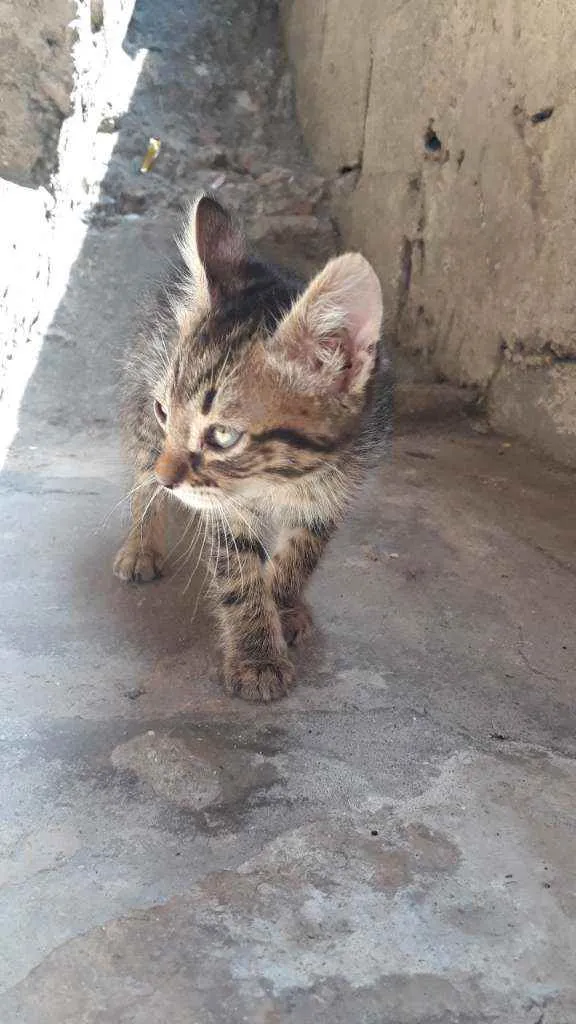 Gato ra a S.R.D idade Abaixo de 2 meses nome Sem Nome
