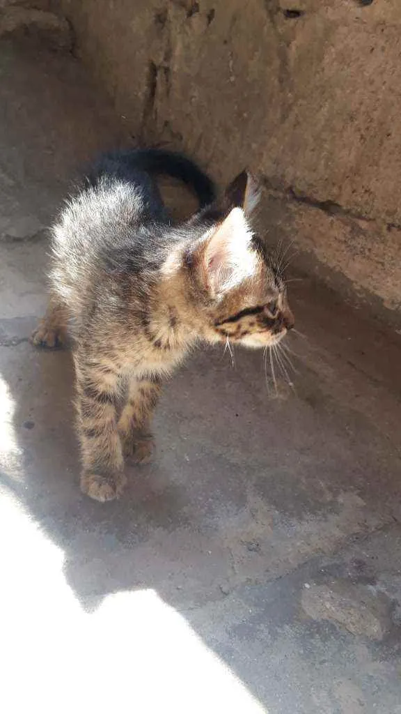 Gato ra a S.R.D idade Abaixo de 2 meses nome Sem Nome