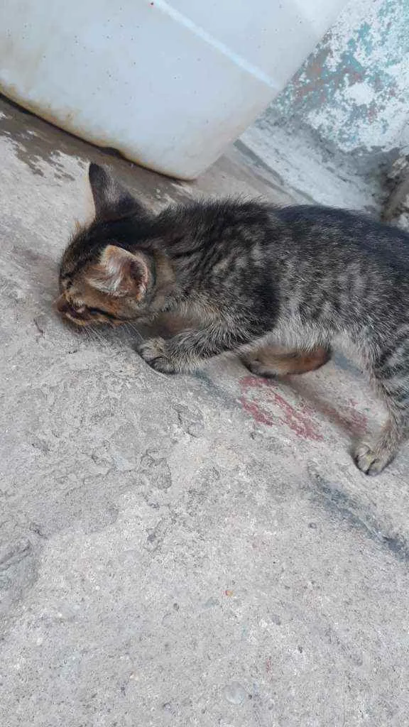 Gato ra a S.R.D idade Abaixo de 2 meses nome Sem Nome