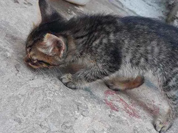 Gato ra a S.R.D idade Abaixo de 2 meses nome Sem Nome