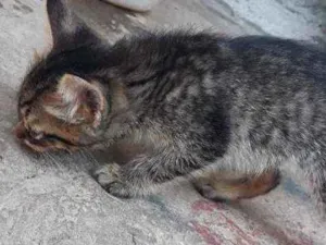 Gato raça S.R.D idade Abaixo de 2 meses nome Sem Nome