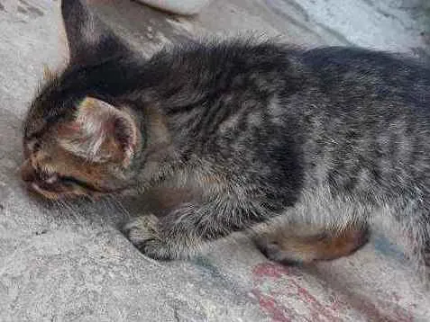 Gato ra a S.R.D idade Abaixo de 2 meses nome Sem Nome