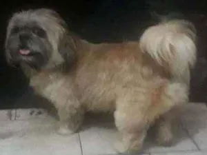Cachorro raça Shih-tzu idade  nome Fred