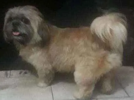 Cachorro ra a Shih-tzu idade  nome Fred