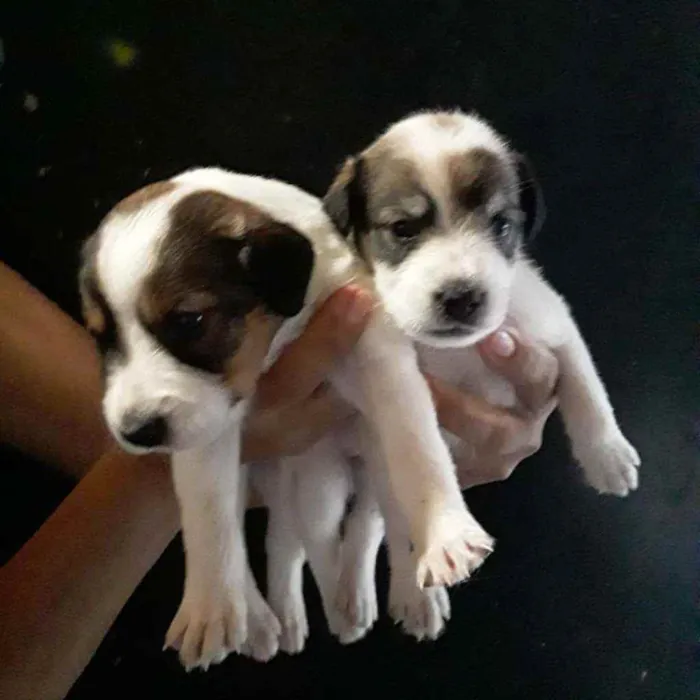 Cachorro ra a Viralata idade Abaixo de 2 meses nome Fofinho