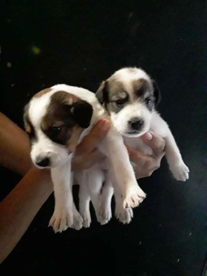 Cachorro ra a Viralata idade Abaixo de 2 meses nome Fofinho