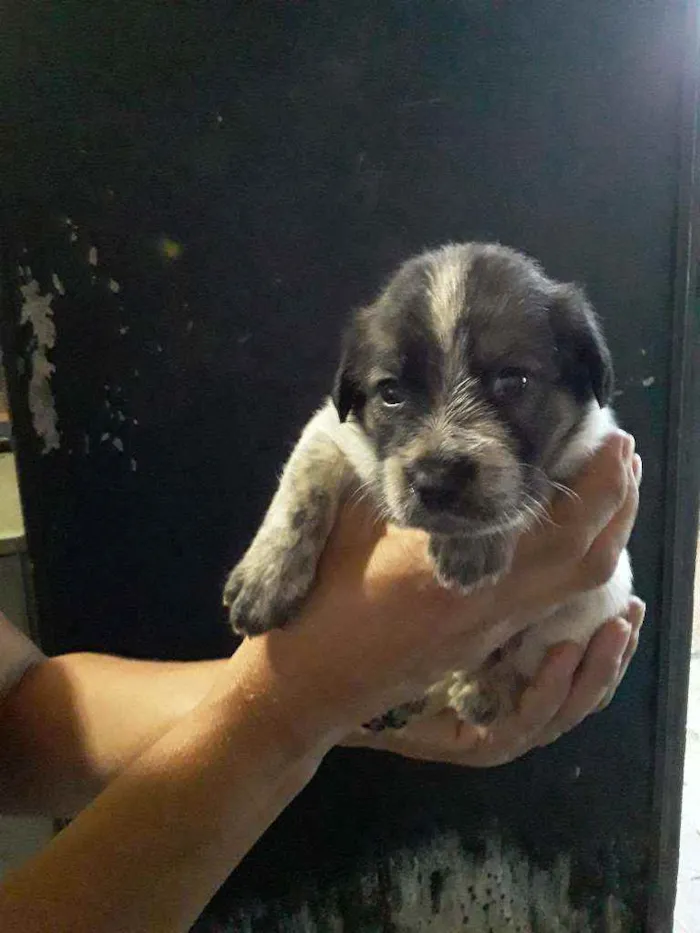 Cachorro ra a Viralata idade Abaixo de 2 meses nome Fofinho