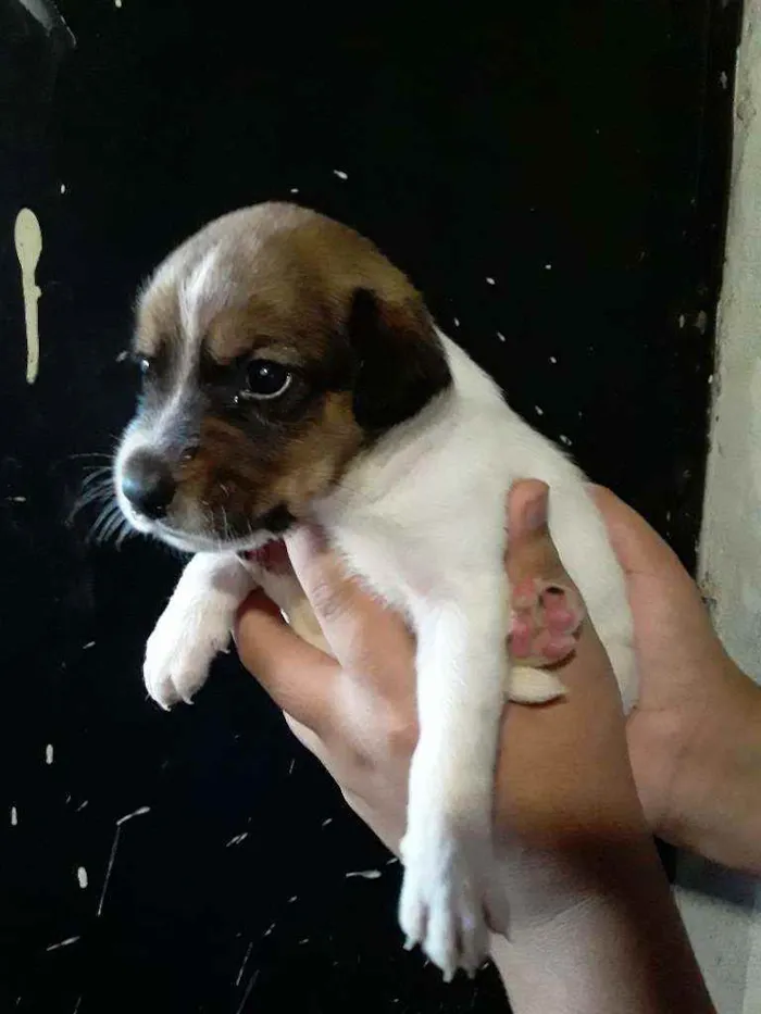 Cachorro ra a Viralata idade Abaixo de 2 meses nome Fofinho