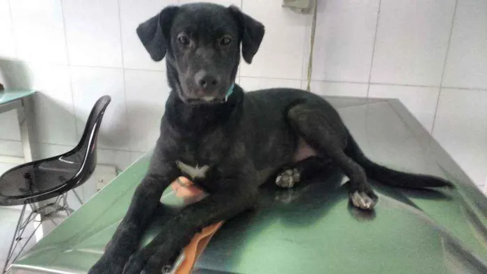 Cachorro ra a Srd idade 7 a 11 meses nome Bill