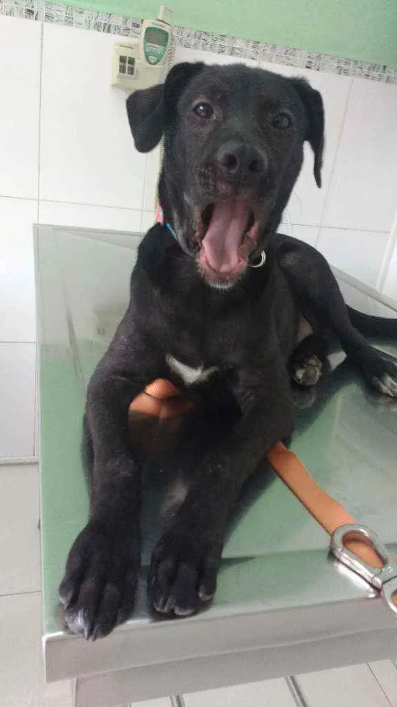 Cachorro ra a Srd idade 7 a 11 meses nome Bill